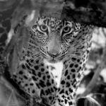 Nyelety-photo-art-noir-blanc-plexi-print-leopard