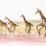 On-the-run-peinture-girafe-course-Gien