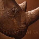 Pembe-painting-rhino-detail