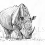 Rhino-dessin