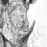 Rhino-dessin-detail