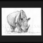 Rhino-sketch-framed