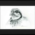 Wildlife-art-sketch-drawing-hunting-partridge