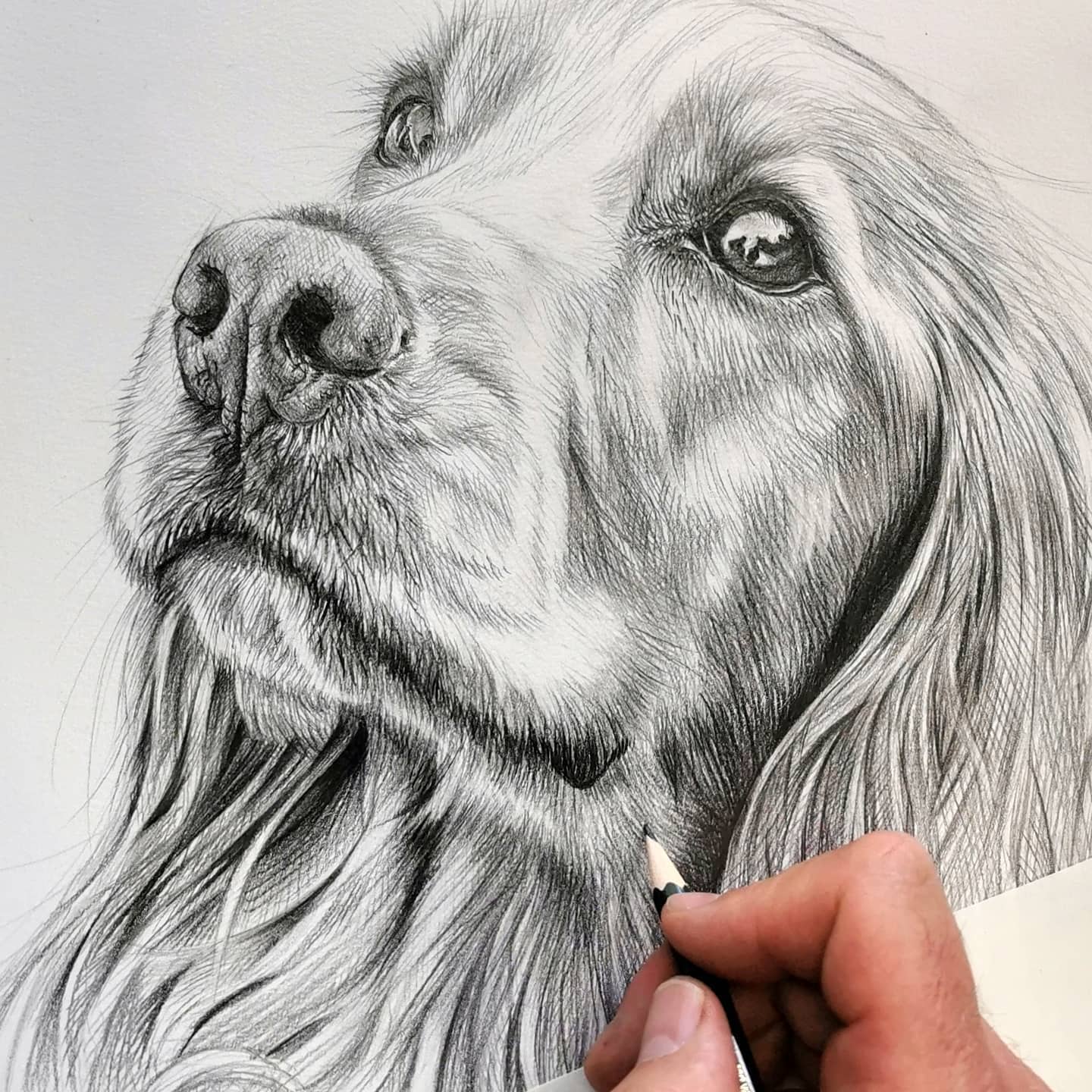 How to draw a Cocker Spaniel  YouTube