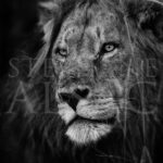 africa-photography-black-and-white-lion-portrait