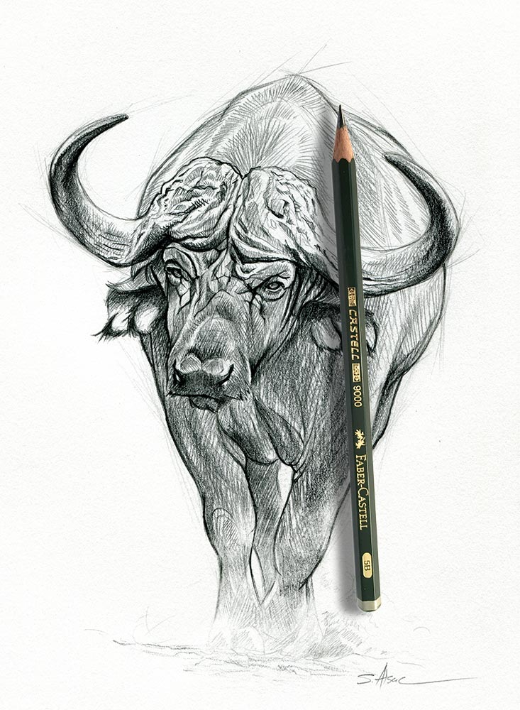 African Buffalo Illustration by St phane Alsac