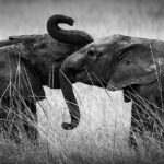 afrique-photo-noir-et-blanc-elephant-panoramique