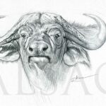 animal-art-drawing-cape-buffalo