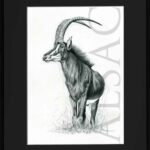 antilope-sable-noir-hippotragus-niger-illustration