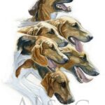 aquarelle-chiens-courants-venerie-chasse
