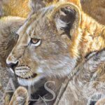 wildlife-artist-hyper-realistic-painting-lions