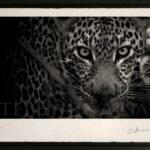 awagami-leopard-photo-d’art-noir-et-blanc-eye-catcher-afrique