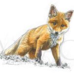 bab-fox-sketch-wildlife-art-illustration