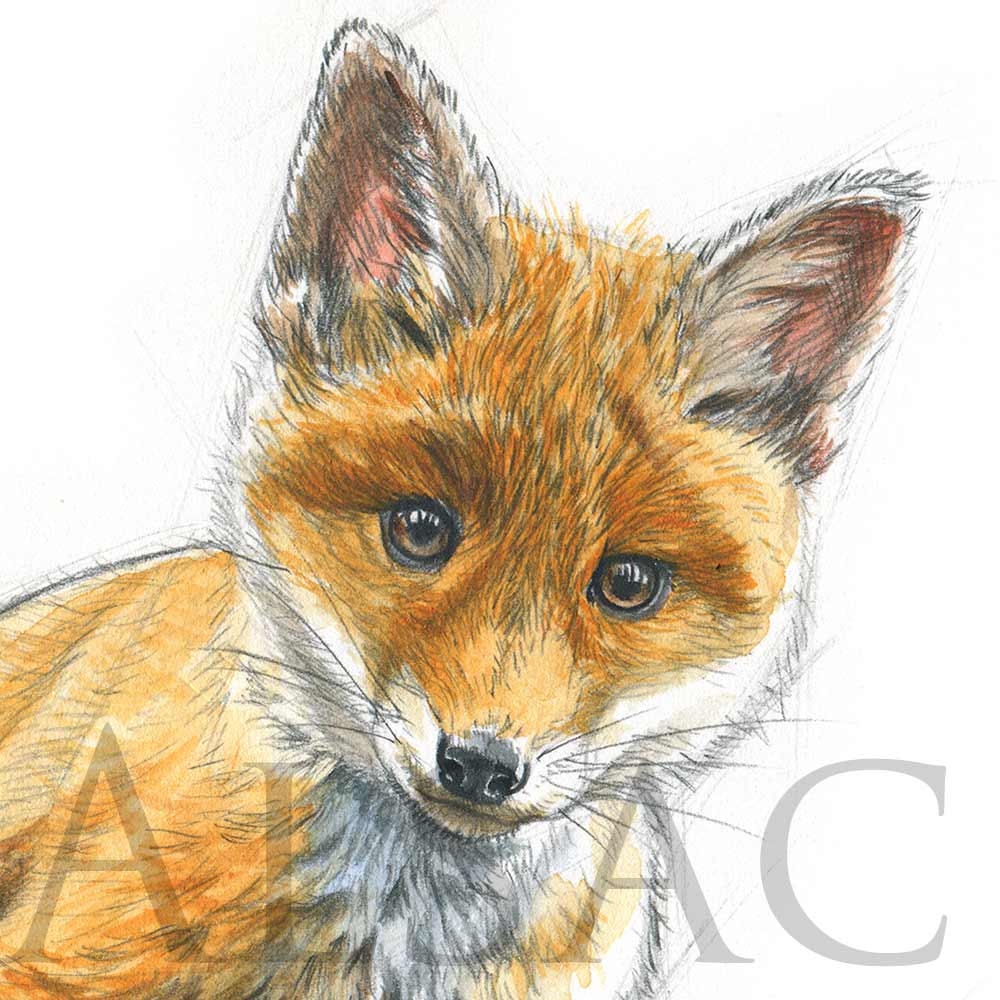 how to draw a baby fox  Easy baby fox drawing  Baby fox with  butterfly drawing  YouTube