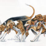 bien-ameutés-aquarelle-chasse-courre-chiens