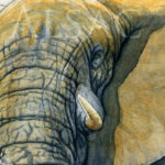 big-daddy-aquarelle-elephant-detail1