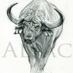 buffle-caffer–afrique-dessin-illustration