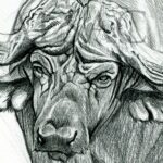 cape-buffalo-illustration-sketch