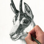 chamois-animal-art-croquis-dessin-portrait