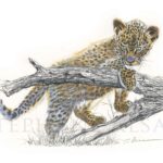 sketch-watercolor-small-leopard-art-wildlife
