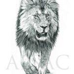 croquis-dessin-illustration-lion-felin-artiste-illustrateur
