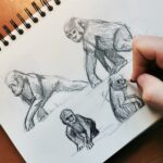 croquis-preparatoire-etude-gorilles