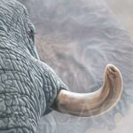 defense-elephant-tusk-painting-peinture