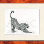 dessin-animalier-realiste-felins-afrique