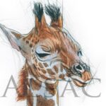 dessin-aquarelle-bebe-girafe-illustration-naturaliste