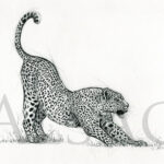 dessin-art-animalier-leopard-art-animal