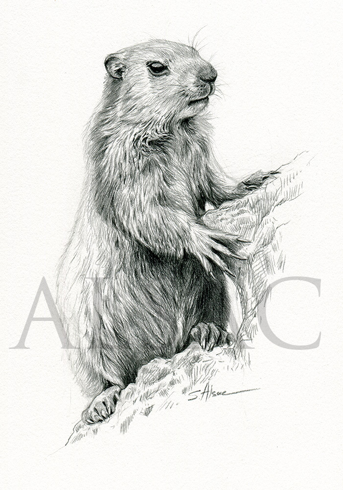illustration marmotte