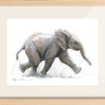 dessin-bebe-elephant-court-mignon-aquarelle