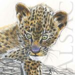 drawing-baby-leopard-painting-watercolor
