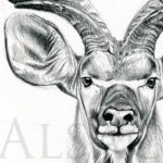 sketch-drawing-greater-kudu-antelope-african