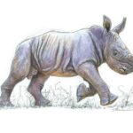 dessin-illustration-aquarelle-petit-rhinoceros-artiste-animalier