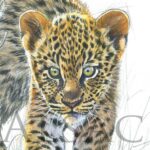drawing-illustration-baby-leopard-artist-animal