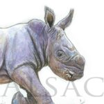 dessin-illustration-bebe-rhino-art-animalier