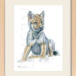 sketch-illustration-small-wolf-watercolor-artist