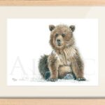 drawing-illustration-bear-cub-watercolour-artist