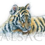 dessin-ilustration-bebe-tigre-illustrateur-animaux