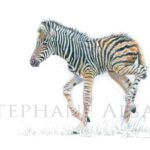 drawing-illustration-baby-zebra-wildlife-illustrator