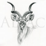 sketch-greater-kudu