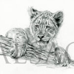 dessin-lionceau-bebe-felin-art