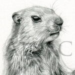 dessin-naturaliste-illustration-marmotte