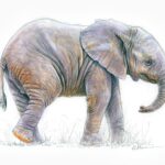 dessin-naturaliste-illustration-petit-elephant-1