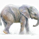 dessin-naturaliste-illustration-petit-elephant