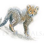 dessin-naturaliste-illustration-petit-guepard
