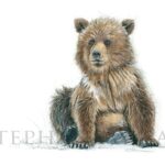 drawing-wildlife-art-bear-artist-animals