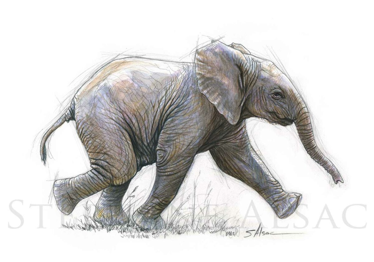 P'tit Elephant - Dessin d'un elephanteau - Collection Les Petits