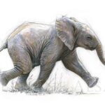 drawing-painting-watercolor-baby-elephant-cute